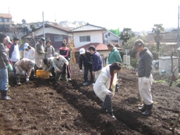 ジャガイモの種イモの植付けの様子