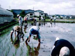 田植え