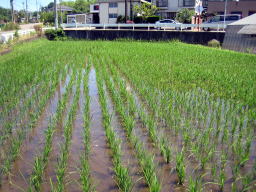 田植えから2週間経過した田んぼ