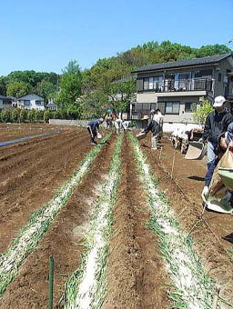 サツマイモの植え付け準備