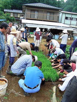 田植え