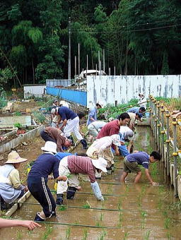 田植え