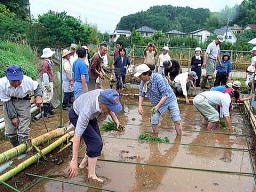 田植え