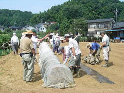 ダイコンの播種