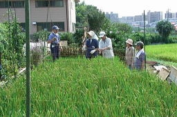 鳥除け