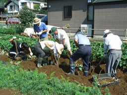 牛蒡掘り