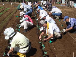 ブロッコリーの植え付け