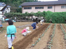 カブの種まき