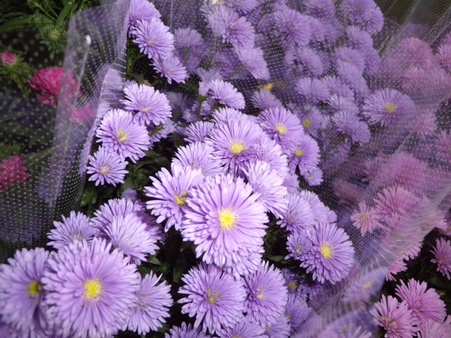 川崎市 アスター 旬の魚 青果 花