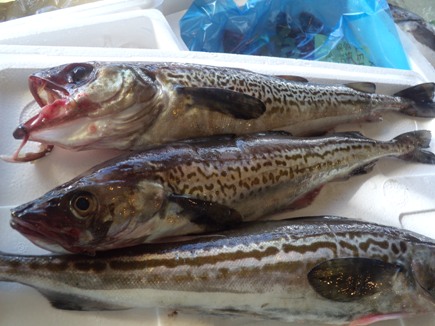 川崎市 スケトウダラ 旬の魚 青果 花