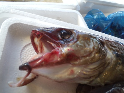 川崎市 スケトウダラ 旬の魚 青果 花