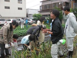 ニンニクの収穫