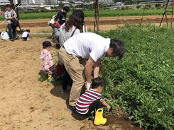 さつまいも・落花生掘り