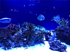 新江ノ島水族館<