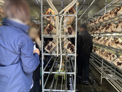 防空壕きくらげ見学会