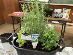 ハーブの寄せ植え講座