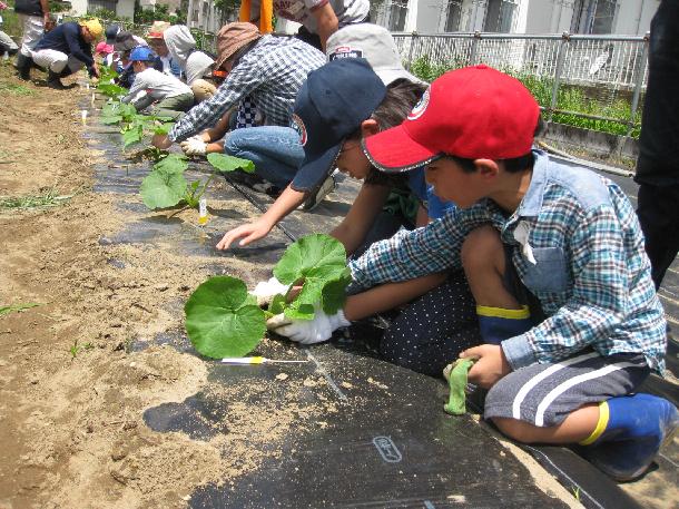 カボチャの植付け