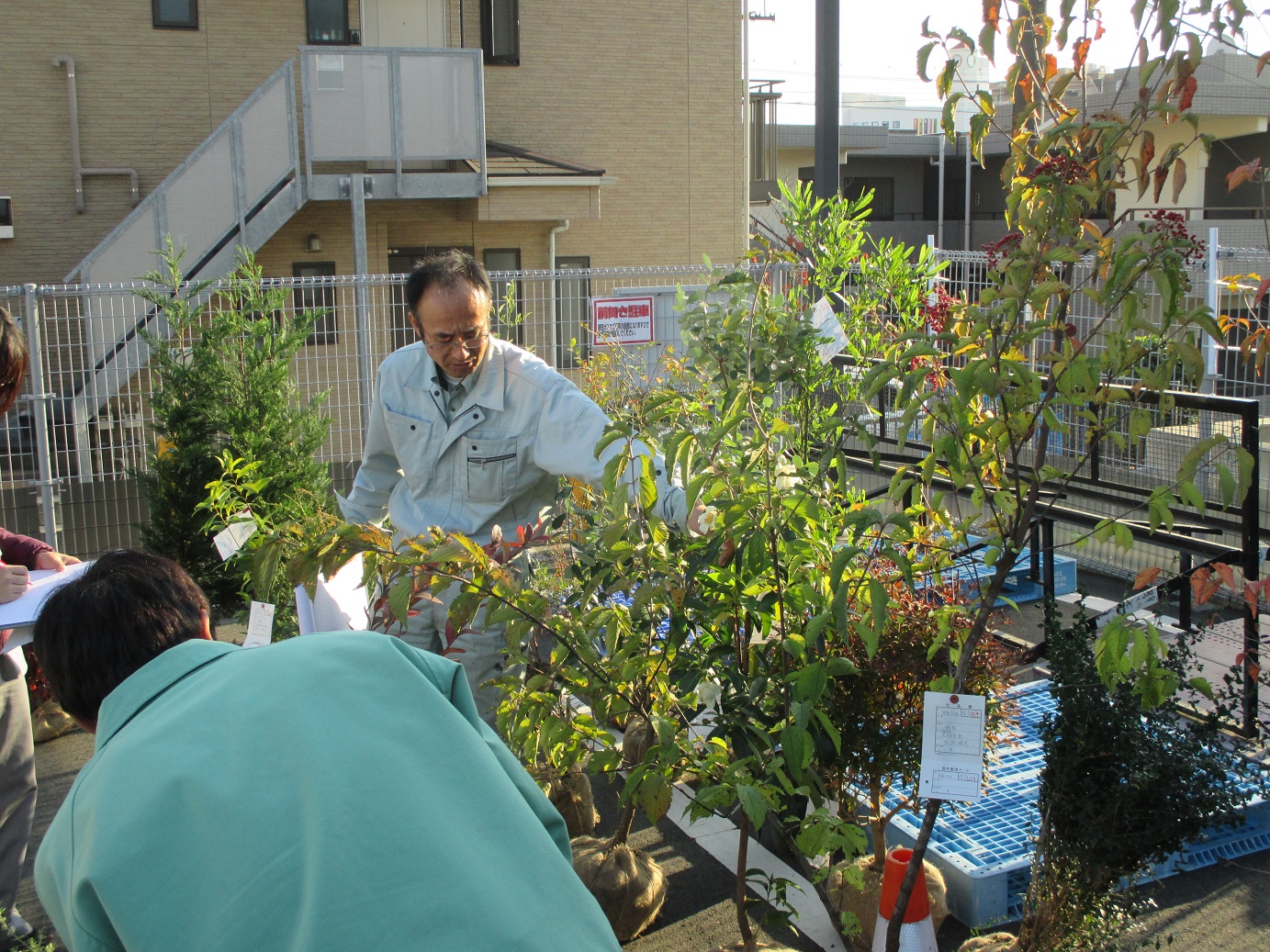 植木の審査の様子