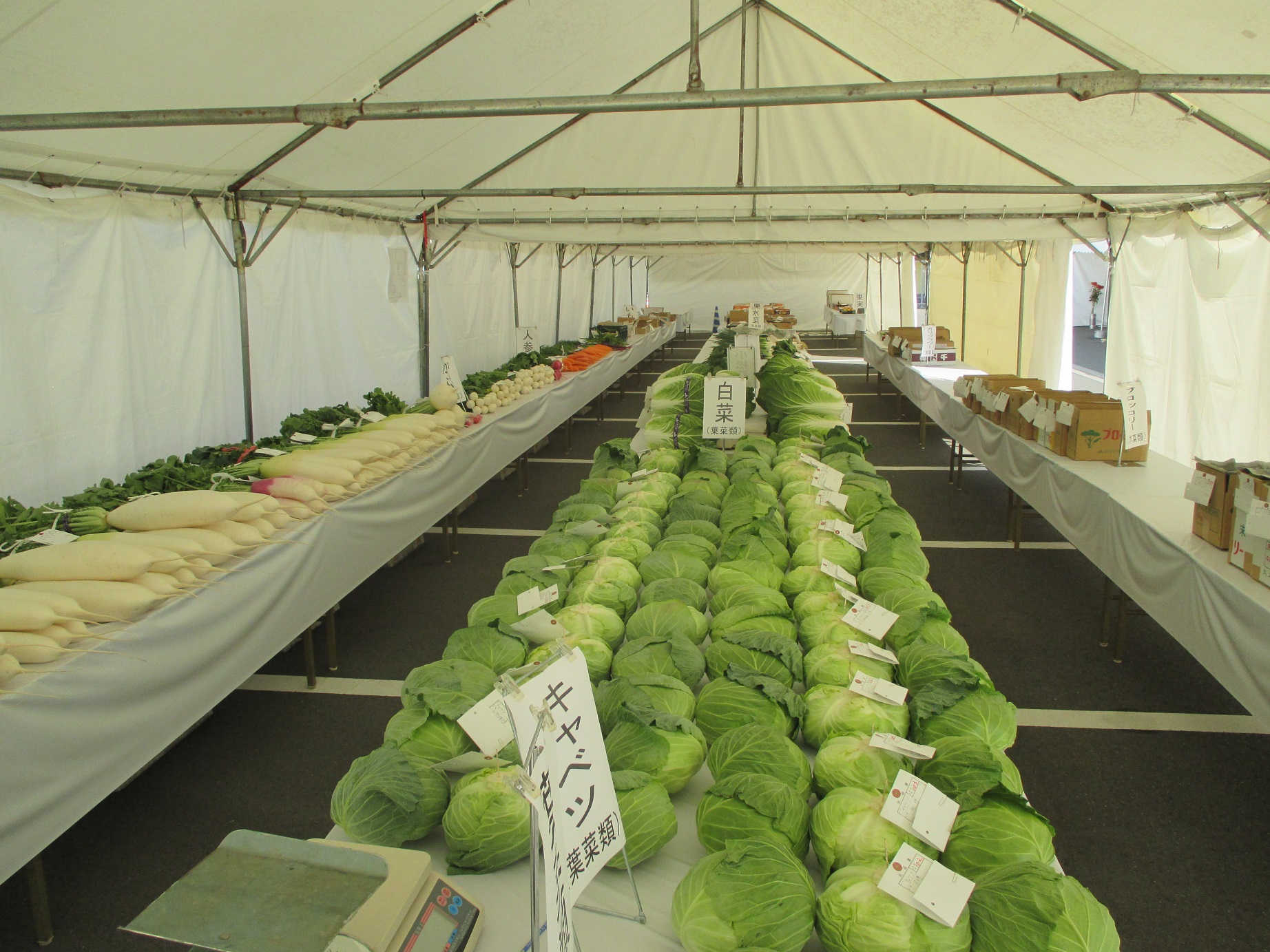 野菜の展示の様子