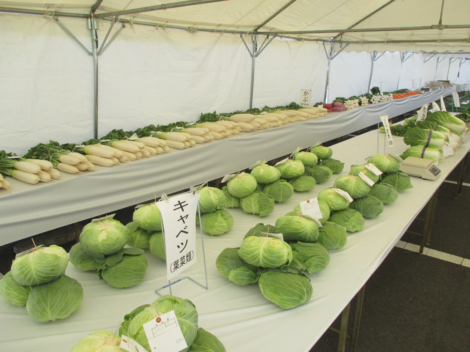 野菜の展示の様子