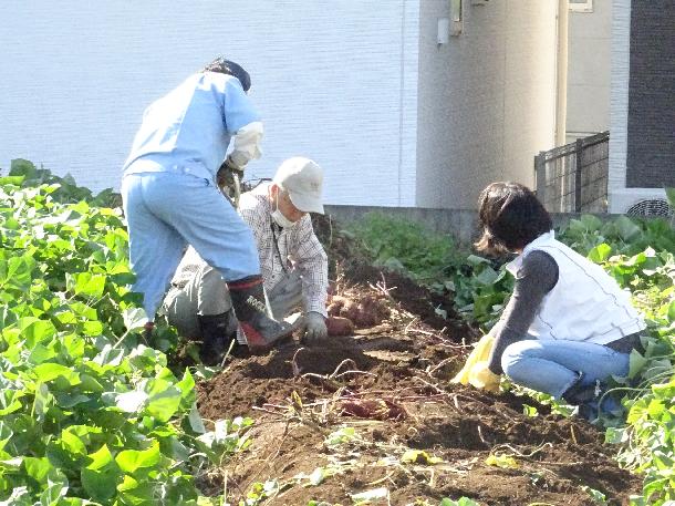 サツマイモの収穫を行っている様子です。