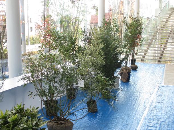 植木の展示の様子