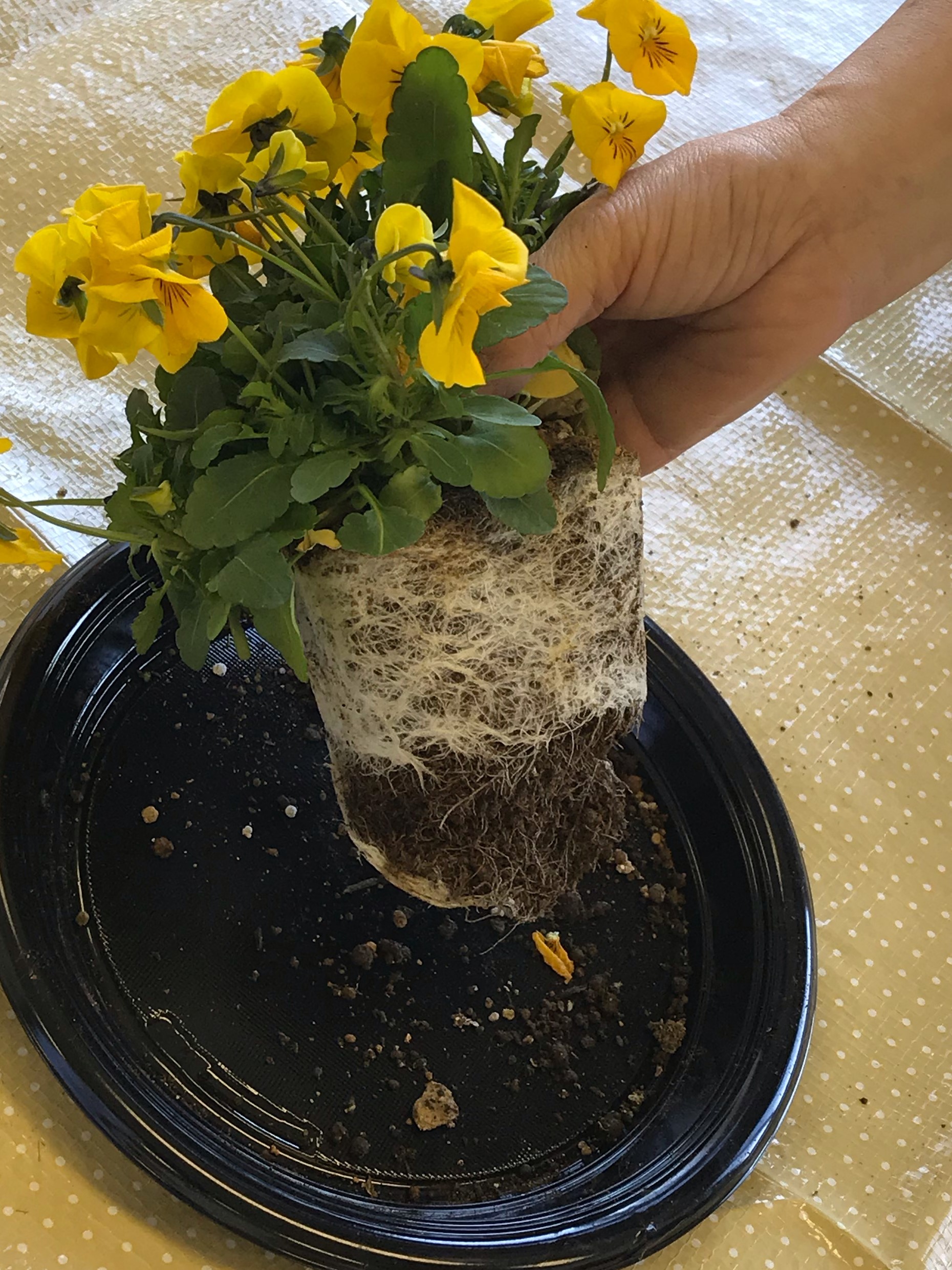 花の苗をポットから出し、根と土をほぐしている様子