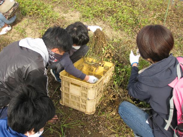 落花生の収穫