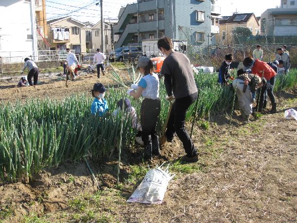 ネギの収穫