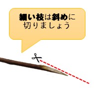 細い枝は斜めに切りましょう