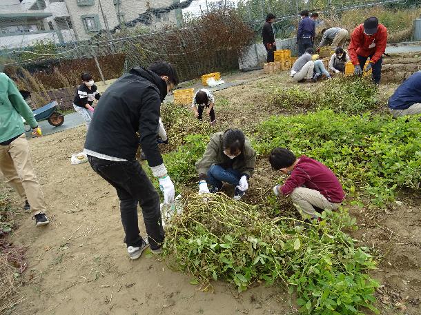 落花生の収穫