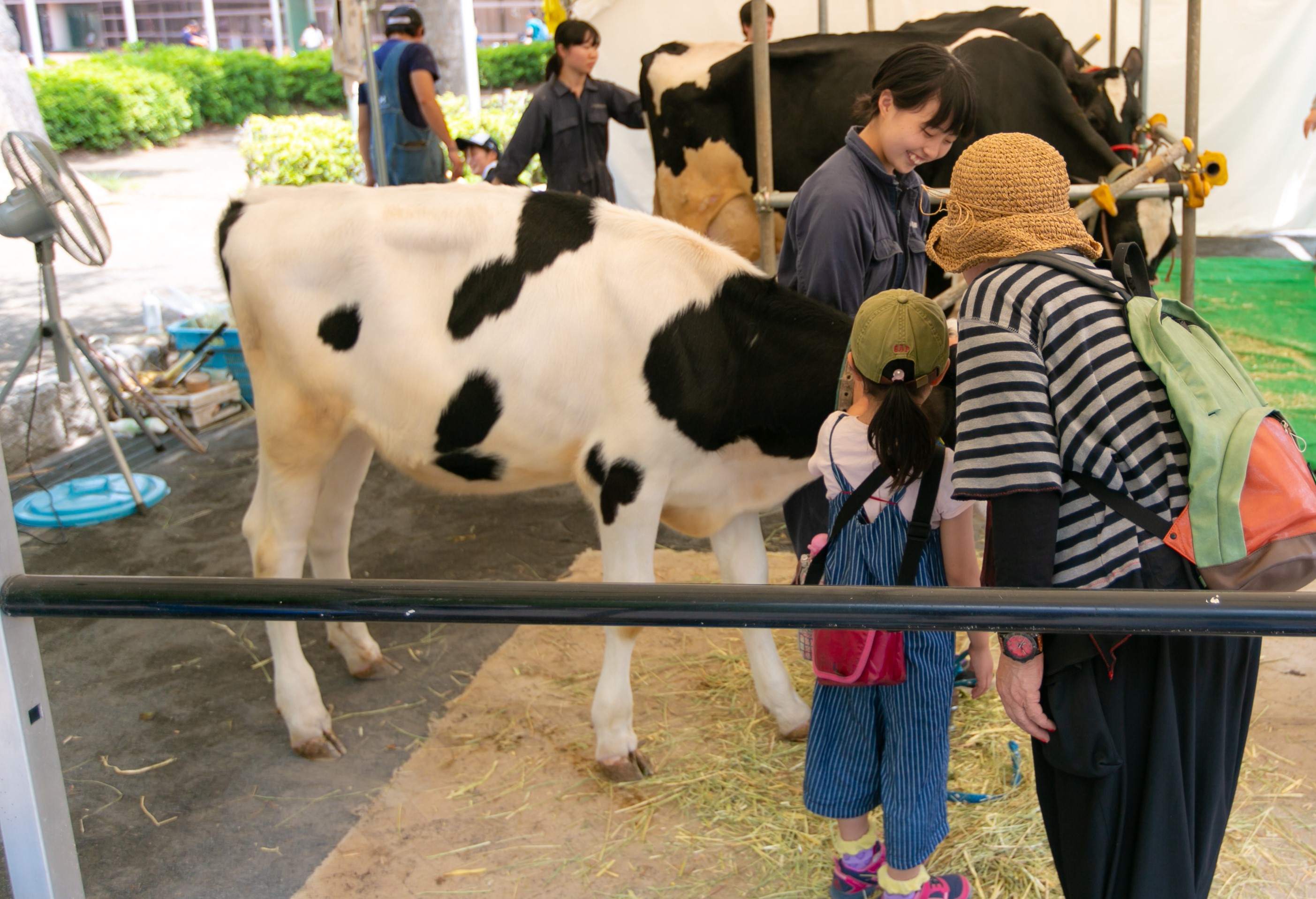 牛の展示
