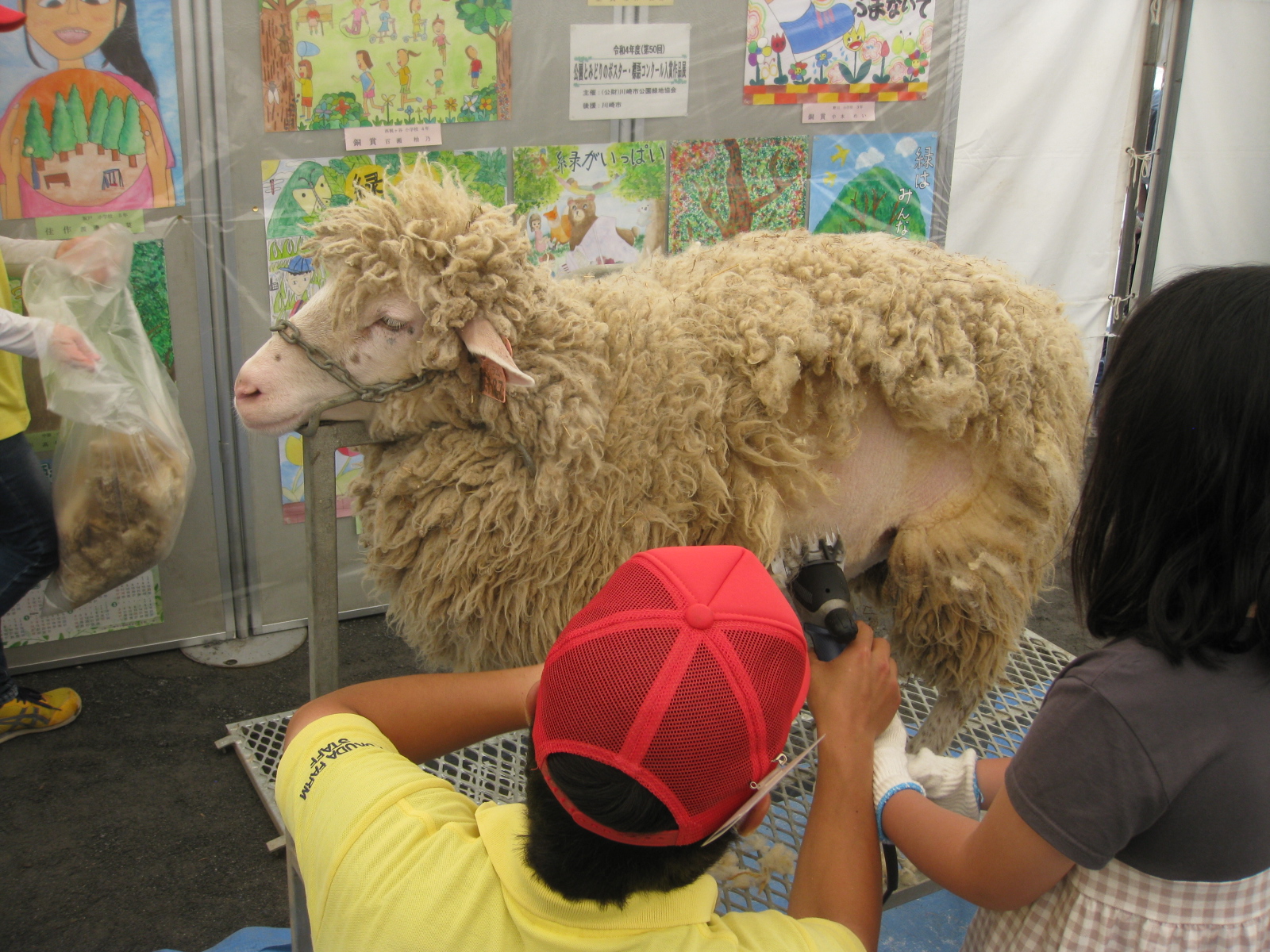 羊の毛刈り体験の様子