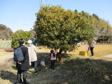 きんかん狩りを楽しむ人々