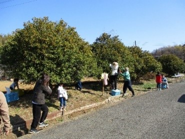 きんかん狩りを楽しむ人々その2