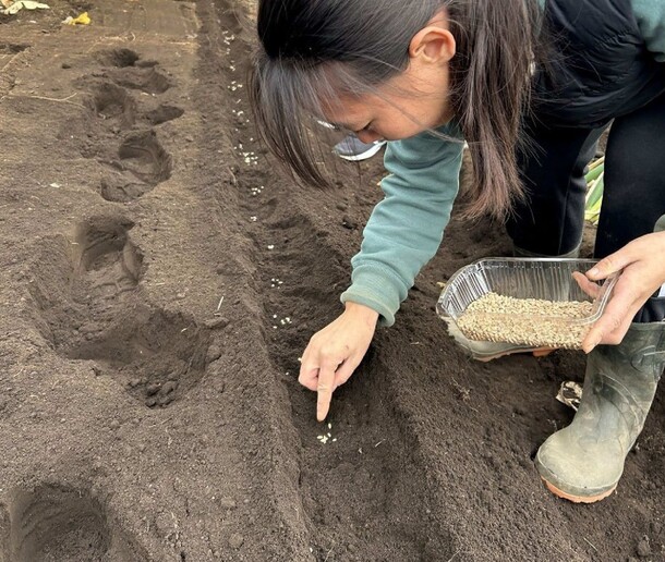 麦の種まきの様子
