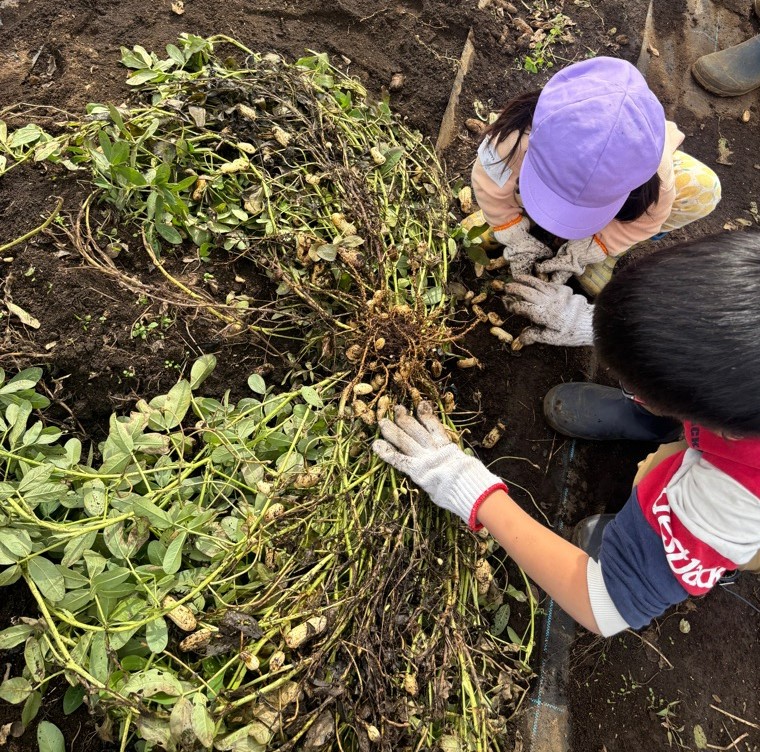 落花生の収穫