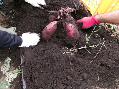 サツマイモの収穫　