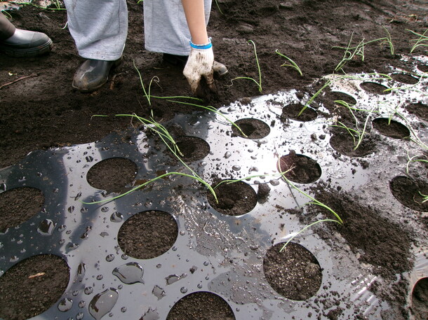 タマネギ苗の植付け　