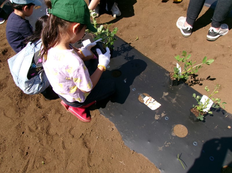落花生苗の植え付けをしている写真です