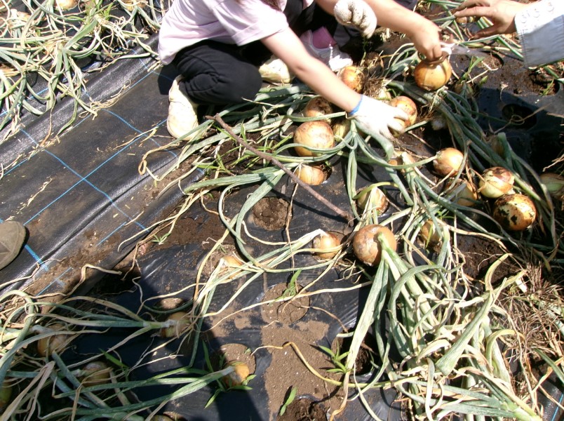 タマネギの収穫をしている写真です。