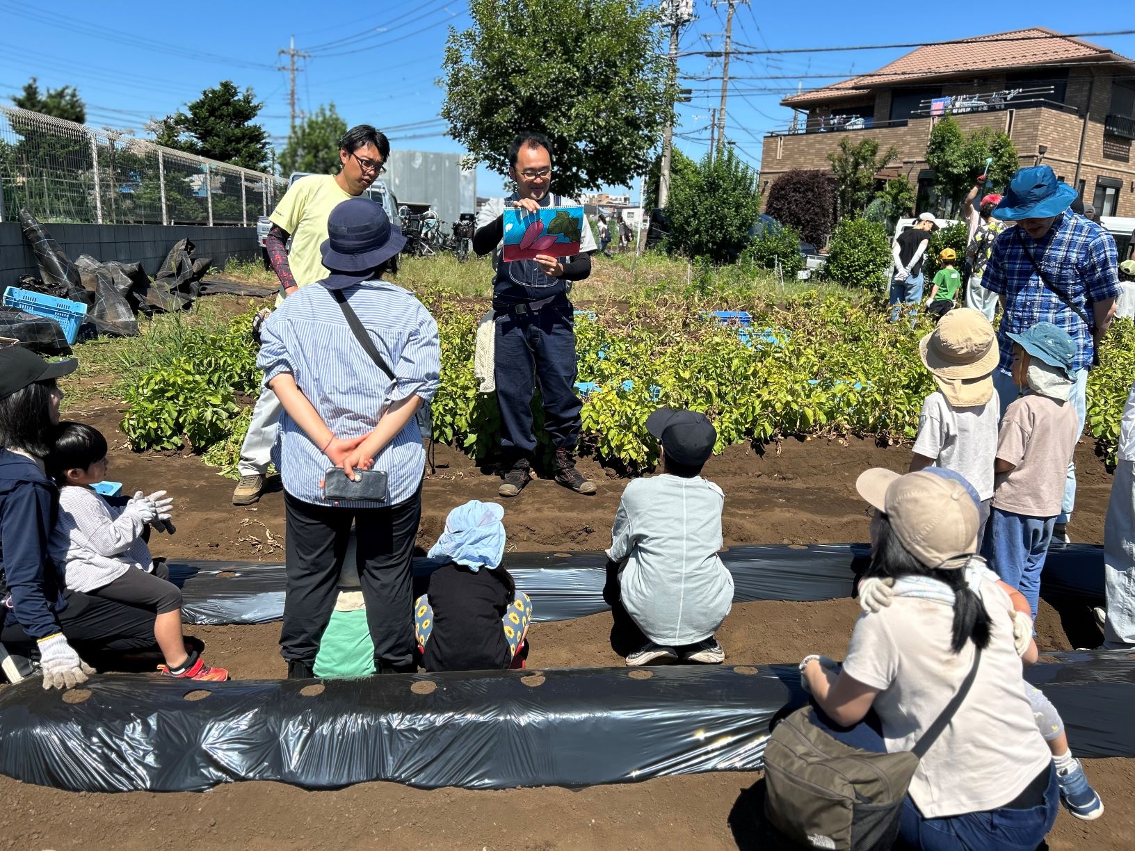 サツマイモの植付け写真