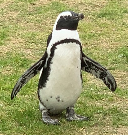 ペンギンの写真