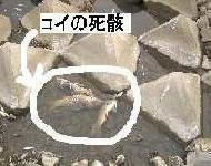 川にコイの死骸が浮いている写真