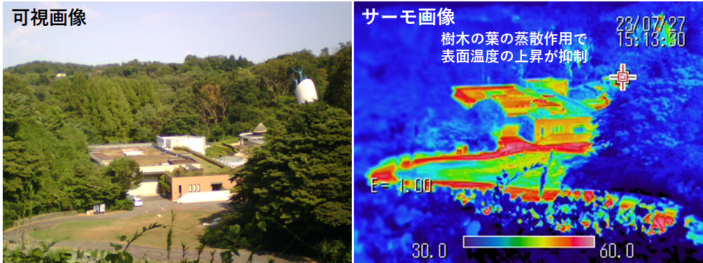 生田緑地における赤外線サーモグラフィー画像