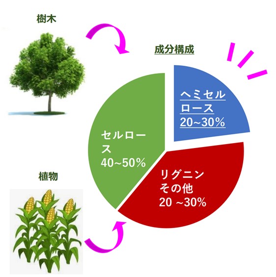 ヘミセルロース