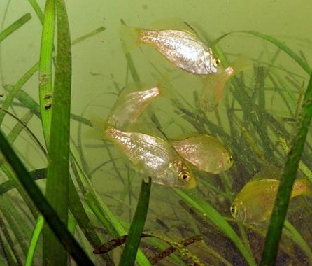 アマモ場を泳ぐアオタナゴの幼魚の写真