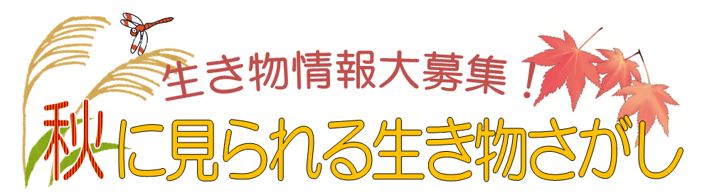生き物情報大募集!夏に見られる生き物さがし