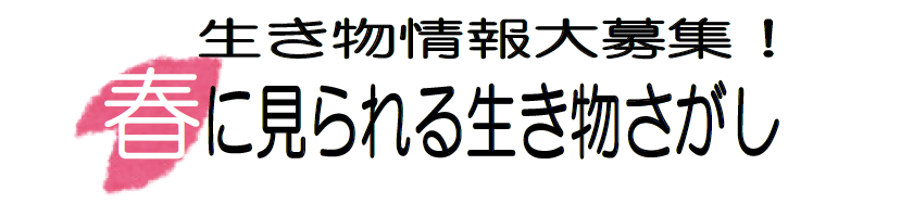 生き物情報大募集！春に見られる生き物さがし