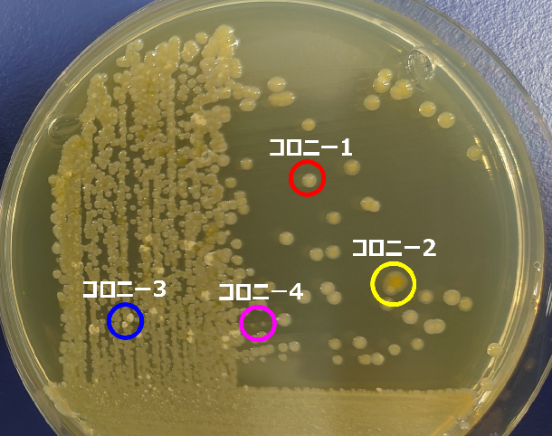 プラスチック分解菌の候補写真